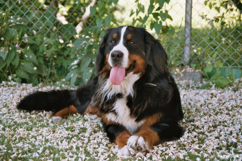 big_Bernese Mountain _dog