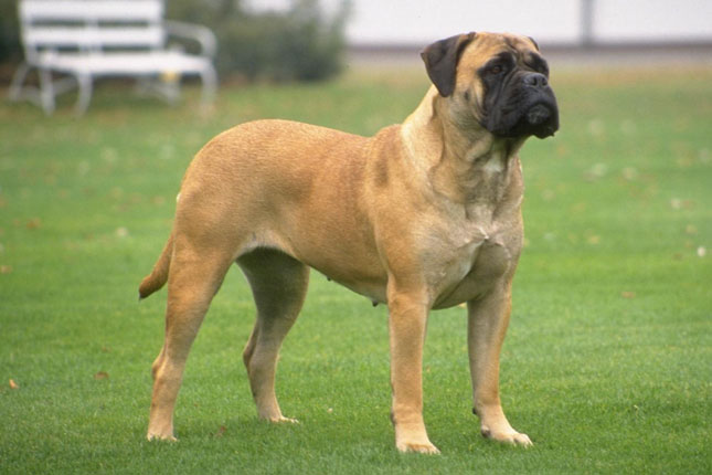 bullmastif