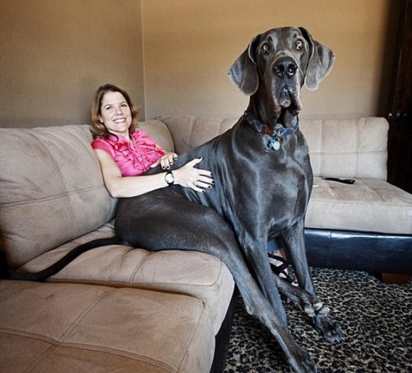 doga