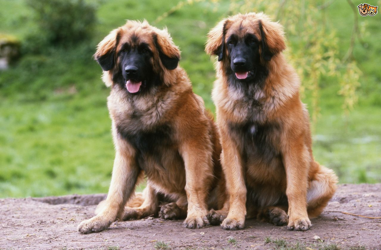 leonberger