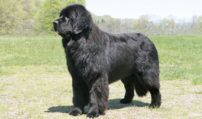newfoundland dog