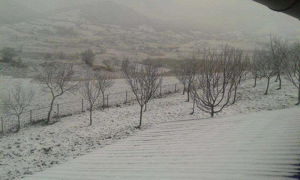 radulovici