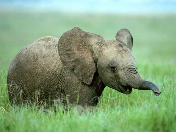mali-slon