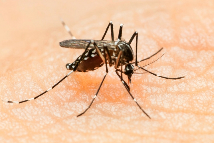 zika komarac