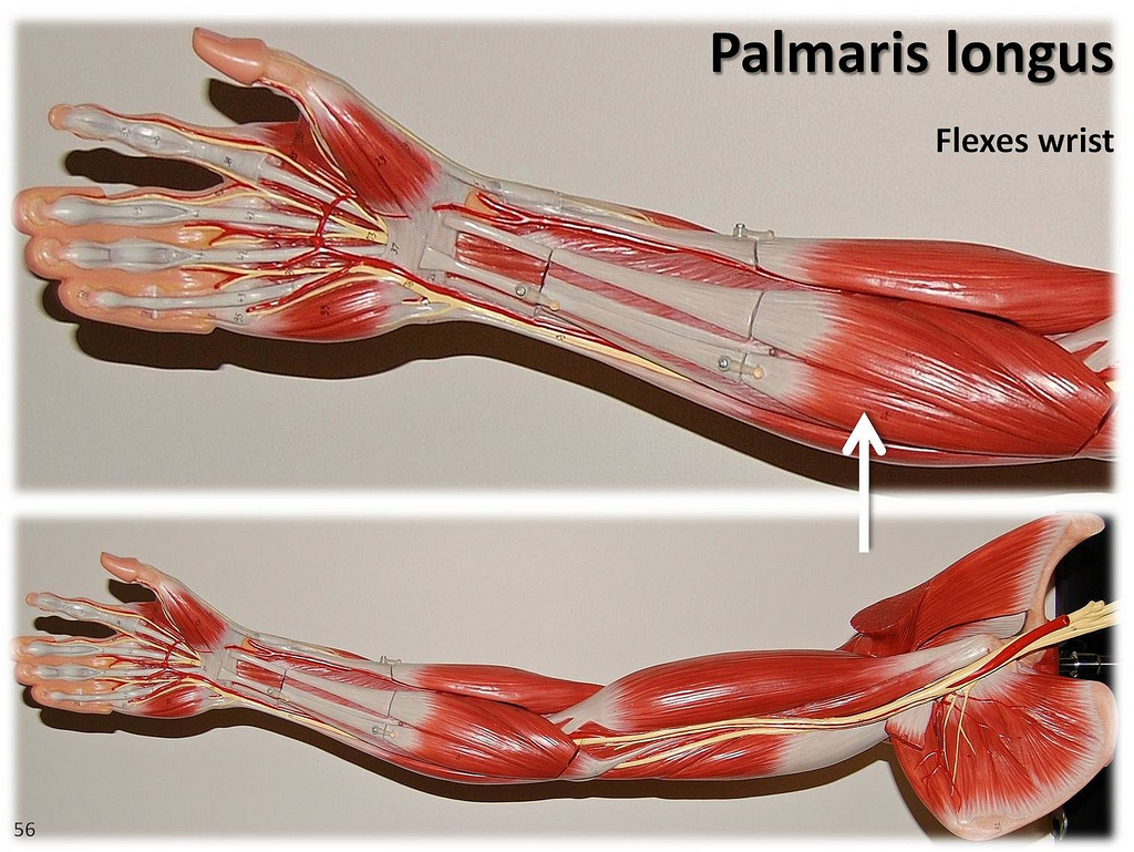 palmaris longus