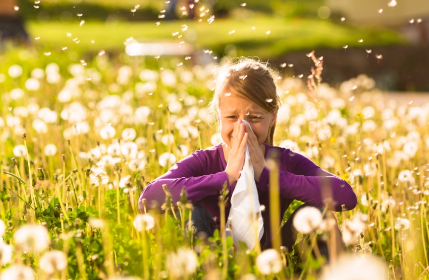 alergija polen