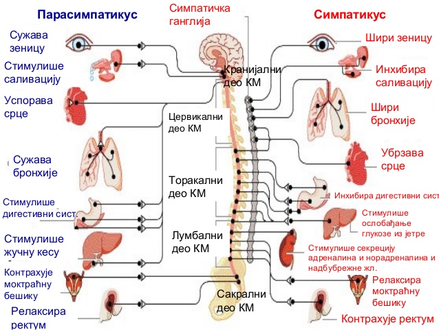 autonomni-nervni-sistem