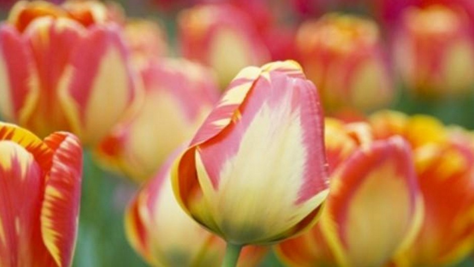 tulipani banjaluka