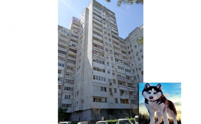 soliter u boriku
