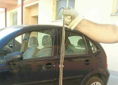 zmija u automobilu