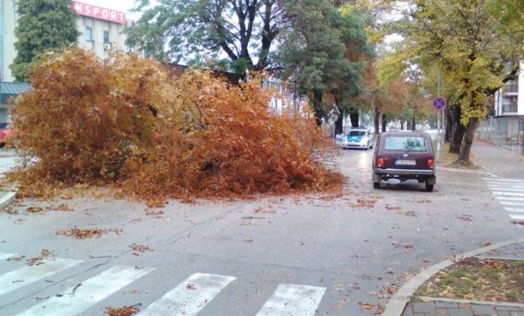 drvo banjaluka