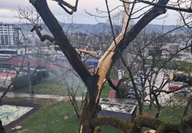 grom udario u drvo