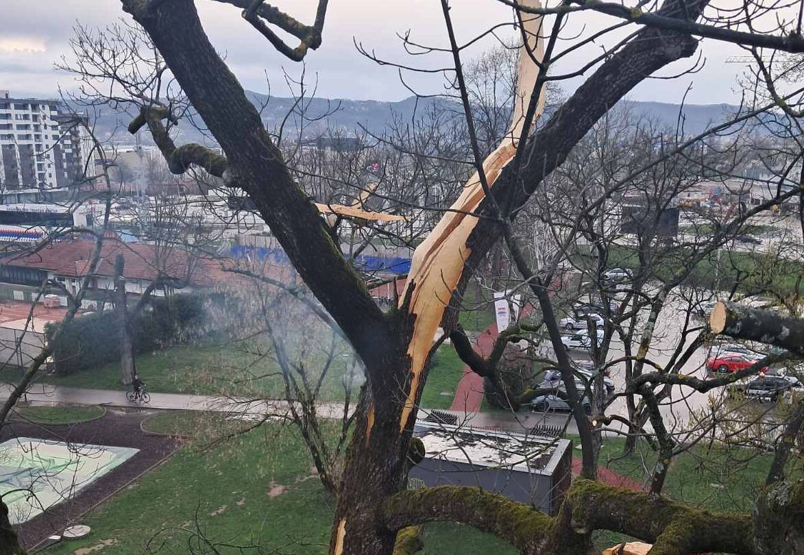 grom udario u drvo