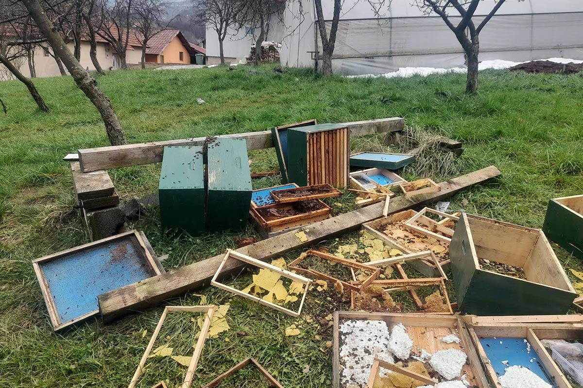 Medvjedi viđeni u blizini naselja