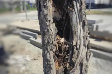 Uklanjanje oboljelog drveća