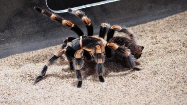 tarantula