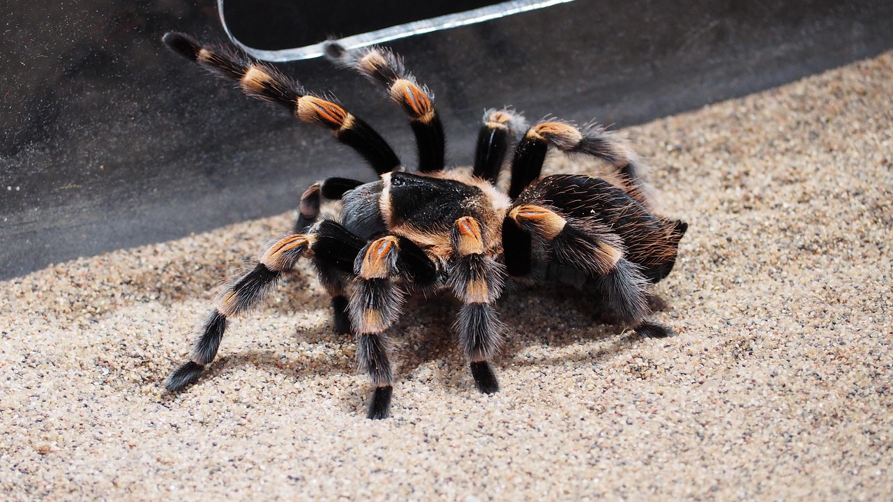 tarantula