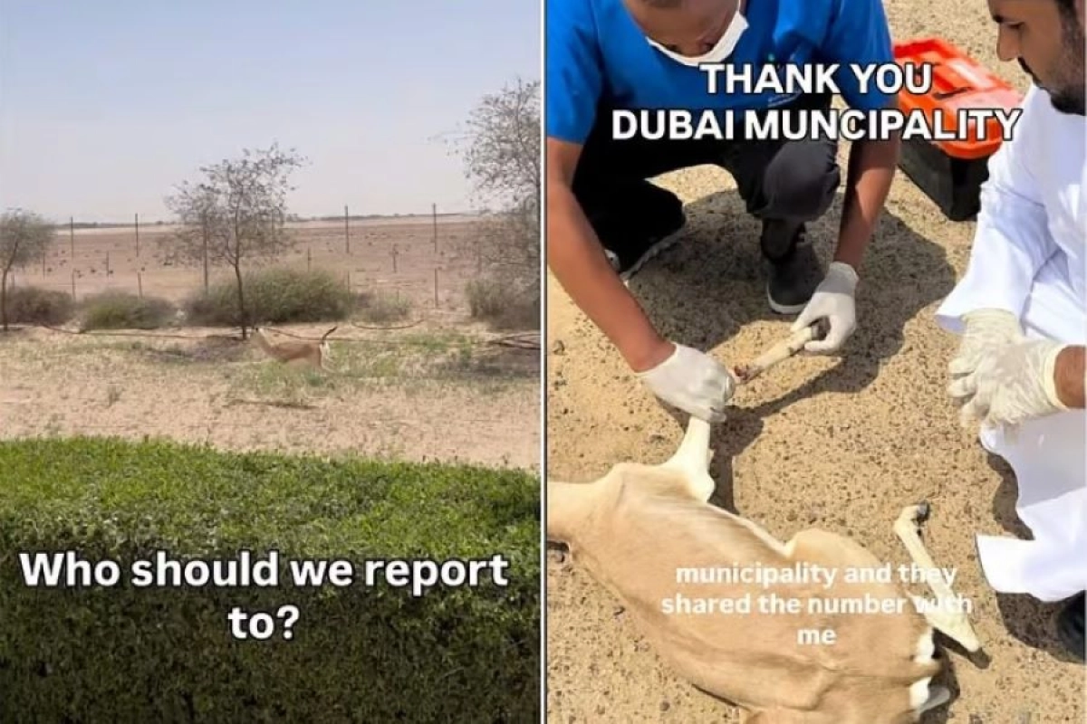 Biciklista iz BiH spasio povrijeđenu gazelu u Dubaiju