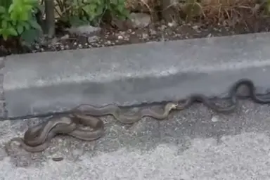 Zmije kod hotela u Sarajevu