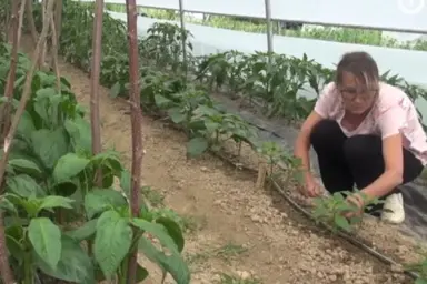 najskuplja paprika na svijetu